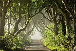 Antrim Prints: The Dark Hedges, Ballymoney, Northern Ireland, UK
