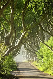 Antrim Prints: The Dark Hedges, Ballymoney, Northern Ireland, UK