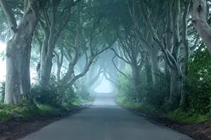 Antrim Prints: The Dark Hedges, Ballymoney, Northern Ireland, UK