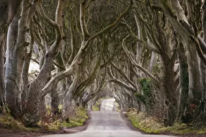 Images Dated 19th July 2017: The Dark Hedges, Breagah Road, County Antrim, Northern Ireland