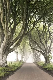 Images Dated 24th May 2016: The Dark Hedges (Bregagh Road), Ballymoney, County Antrim, Ulster region, northern Ireland