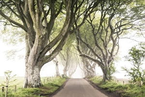 Images Dated 24th May 2016: The Dark Hedges (Bregagh Road), Ballymoney, County Antrim, Ulster region, northern Ireland