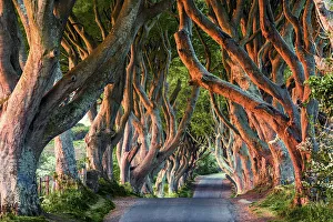 Avenue Gallery: The Dark Hedges (Bregagh Road), Ballymoney, County Antrim, Ulster region, northern