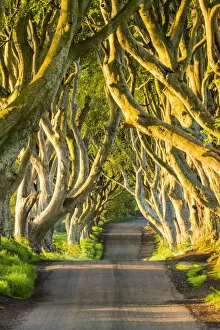 Images Dated 19th August 2019: Dark Hedges, Co. Antrim, Northern Ireland