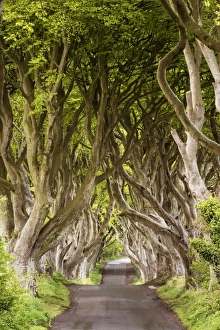 The Dark Hedges, County Antrim, Ulster region, northern Ireland, United Kingdom The Dark Hedges, County Antrim, Ulster region, northern Ireland, United Kingdom