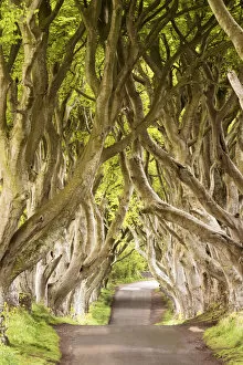 Images Dated 20th June 2016: The Dark Hedges, County Antrim, Ulster region, northern Ireland, United Kingdom