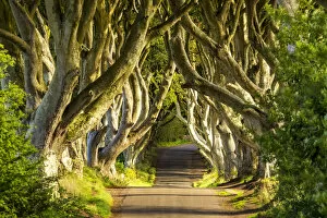 Images Dated 19th August 2019: Dark Hedges, Northern Ireland