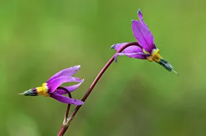 Darkthroat shooting star (Dodecatheon pulchellum). Kootenay National Park British Columbia Canada