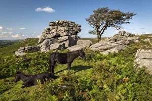 Images Dated 8th December 2021: Dartmoor Ponies resting beside a moorland granite tor, Dartmoor National Park, Devon