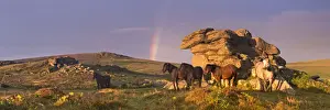 August Prints: Dartmoor Ponies shelter beside a granite outcrop near Saddle Tor, Dartmoor National Park