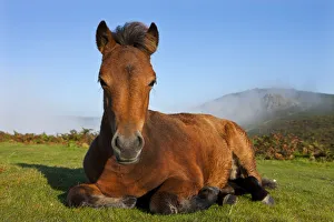 Dartmoor Pony foal resting on open moorland, Dartmoor, Devon, England. Autumn Dartmoor Pony foal resting on open moorland, Dartmoor, Devon, England. Autumn