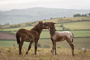 Dartmoor Pony foals nuzzling, Dartmoor National Park, Devon, England