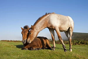 Images Dated 22nd January 2015: Dartmoor Pony Foals on the open moorland, Dartmoor, Devon, England. Autumn