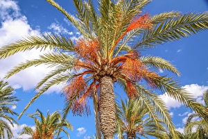 Date Palms Prints: Date palm trees on the promenade at Lago Espejo de Cristal