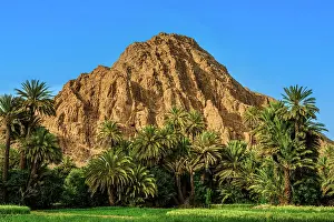 Crops Prints: Date palms and farmland in the Todra Gorge, Tinghir, Tinghir, Morocco