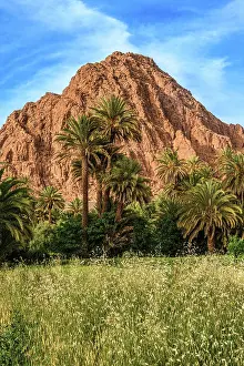 Crops Prints: Date palms and farmland in the Todra Gorge, Tinghir, Tinghir, Morocco