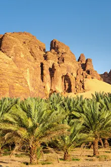 Arabia Prints: Date palms in the Oasis of Al-Ula, Medina Province, Saudi Arabia