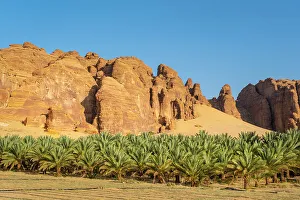 Date Palms Prints: Date palms in the Oasis of Al-Ula, Medina Province, Saudi Arabia