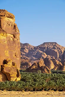 Date Palms Prints: Date palms in the Oasis of Al-Ula, Medina Province, Saudi Arabia
