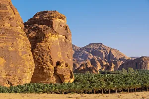 Date Palms Prints: Date palms in the Oasis of Al-Ula, Medina Province, Saudi Arabia