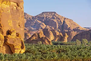 Date palms in the Oasis of Al-Ula, Medina Province, Saudi Arabia
