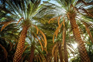 Arabia Prints: Date palms in the Oasis of Al-Ula, Medina Province, Saudi Arabia