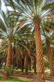 Date Palms Prints: Date palms in the Oasis of Al-Ula, Medina Province, Saudi Arabia