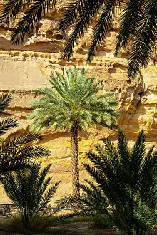 Date Palms Prints: Date palms in the Oasis of Al-Ula, Medina Province, Saudi Arabia