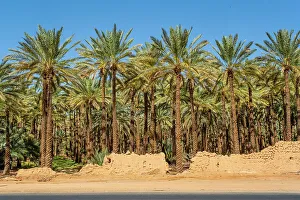 Date Palms Prints: Date palms in the Oasis of Al-Ula, Medina Province, Saudi Arabia