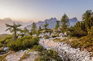 Larches Prints: Dawn on the Dolomites, Cortina d Ampezzo, Belluno district, Veneto, Italy, Europe