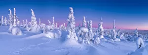 Pink Gallery: Dawn Light on Snow-covered Pine Trees, Riisitunturi National Park, Posio, Lapland
