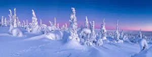 Finnish Gallery: Dawn Light on Snow-covered Pine Trees, Riisitunturi National Park, Posio, Lapland