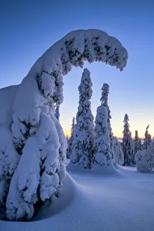 Dawn Light on Snow-covered Pine Trees, Riisitunturi National Park, Posio, Lapland