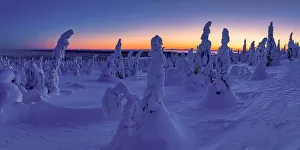 Dawn Light on Snow-covered Pine Trees, Riisitunturi National Park, Posio, Lapland