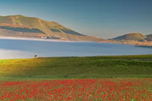 Poppies Prints: Dawn Mist over Wildflowers on Piano Grande