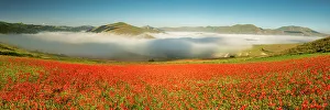 Poppies Prints: Dawn Mist over Wildflowers on Piano Grande