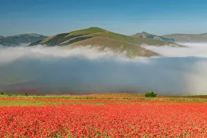Poppies Prints: Dawn Mist over Wildflowers on Piano Grande