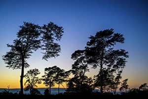 Savannah Prints: Dawn in the savannah, KwaZulu Natal, South Africa