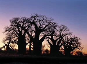 Sun Rise Gallery: A dawn sky silhouettes a spectacular grove of ancient baobab trees