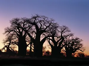 A dawn sky silhouettes a spectacular grove of ancient baobab trees