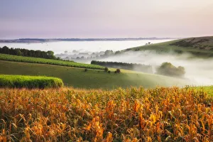 Corn Prints: Dawn from Woodminton Down, West Wiltshire Downs, Wiltshire, England, UK