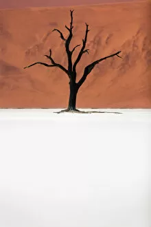 Acacia Gallery: A dead acacia tree the Deadvlei valley, Namib desert, Namibia