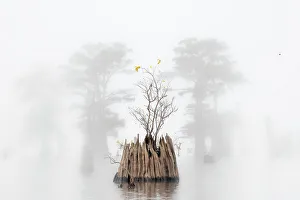 Atchafalaya Prints: Dead Bald Cypress in Atchafalaya Basin in Autumn, Louisiana