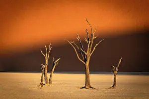 Dunes Prints: Dead camel thorn tree on a dried-up white mud pan against a sand dune bathed in golden evening light