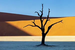 Dunes Prints: Dead camel thorn tree on a dried-up white mud pan and towering sand dunes