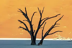 Dried Up Prints: Dead camel thorn trees on a dried-up white mud pan & sand dunes