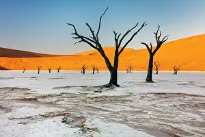 Dried Up Prints: Dead camel thorn trees on a dried-up white mud pan & sand dunes