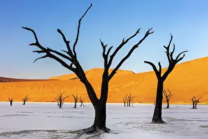 Dried Up Prints: Dead camel thorn trees on a dried-up white mud pan & sand dunes