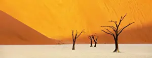 Dunes Prints: Dead camel thorn trees on a dried-up white mud pan & sand dunes