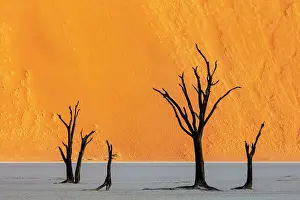 Dead camel thorn trees on a dried-up white mud pan & sand dunes, Dead Vlei, Namib-Naukluft National Park, Namib Desert, Namibia
